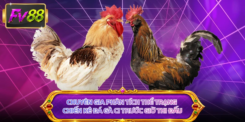 Chuyên gia phân tích thể trạng chiến kê đá gà C1 trước giờ thi đấu