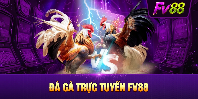 FV88 hồi hộp cùng những trận đá gà kịch tính