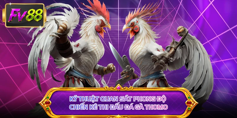 Kỹ thuật quan sát phong độ chiến kê thi đấu đá gà thomo