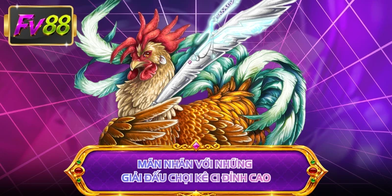 Mãn nhãn với những giải đấu chọi kê C1 đỉnh cao 